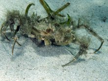 Micippa philyra