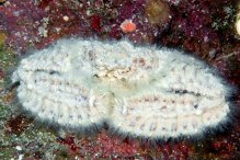 Aulacolambrus hoplonotus