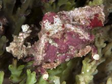 Daldorfia rathbunae