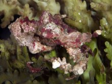 Daldorfia rathbunae