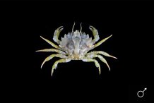 Pirimela denticulata