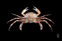 Bathynectes maravigna