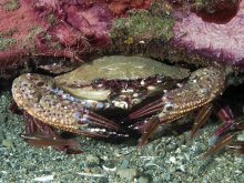 Charybdis natator