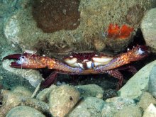 Charybdis natator
