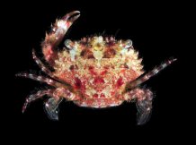 Zygita murinae