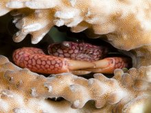 Trapezia septata