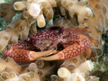 Trapezia septata