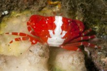 Bruciana pediger