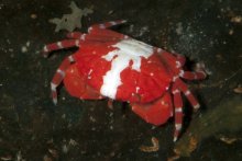 Bruciana pediger
