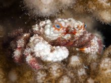 Cymo quadrilobatus