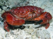 Etisus splendidus