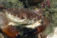 Etisus utilis