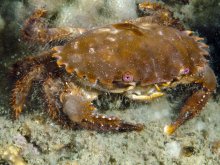 Etisus utilis
