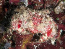 Hypocolpus abbotti