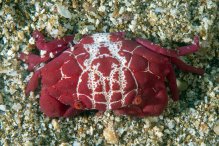 Liomera rubra