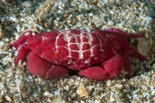 Liomera rubra