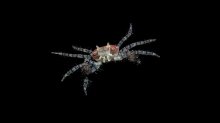 Lybia tessellata