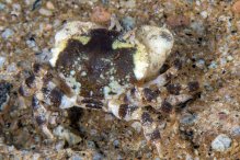 Xanthias lamarckii
