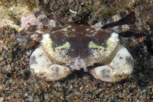 Xanthias lamarckii