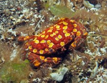 Zosimus maculatus
