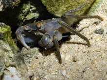 Geograpsus crinipes
