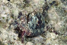 Plagusia squamosa
