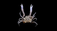 Dotilla myctiroides