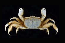 Mareotis depressus