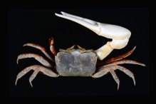 Austruca iranica
