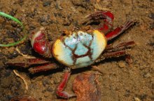 Ucides cordatus