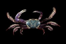 Ucides cordatus