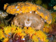 Tumidodromia dormia