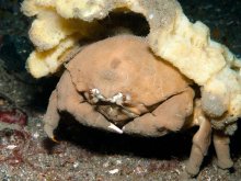 Tumidodromia dormia