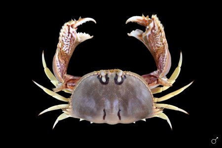 Calappa bilineata, Ondřej Radosta