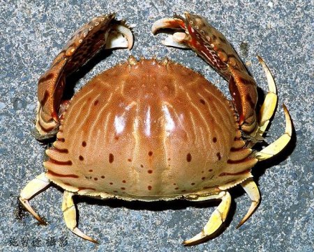 Calappa lophos, Hsi-Te Shih