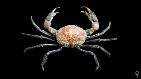 Carcinoplax confragosa, Ondřej Radosta