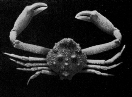 Ebalia tuberculosa, G.C. Clutton Rathbun, M.J. (1923) Report on the crabs obtained by the F.I.S. “Endeavour” on the coasts of Queensland, New South Wales, Victoria, South Australia and Tasmania. Report on the Brachyrhyncha, Oxystomata and Dromiacea
