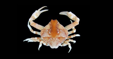 Ebalia tuberosa, Steven Campbell