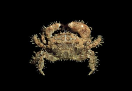 Pilumnus monilifera, Michael Marmach Museum Victoria