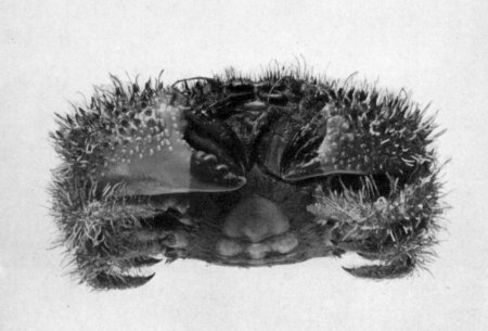 Pilumnus spinohirsutus, Mary J. Rathbun Scientific results of the expedition to the Gulf of California in charge of C.H. Townsend