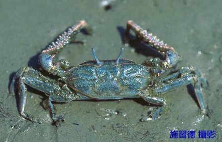 Macrophthalmus abbreviatus, Hsi-Te Shih