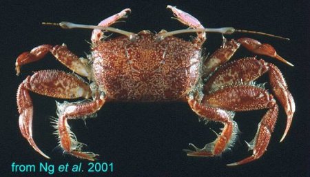 Macrophthalmus ceratophorus, Hsi-Te Shih