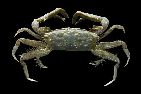 Macrophthalmus malaccensis, Mos Nattapat