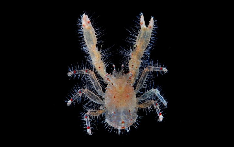 Lauriea punctata, Arthur Anker
