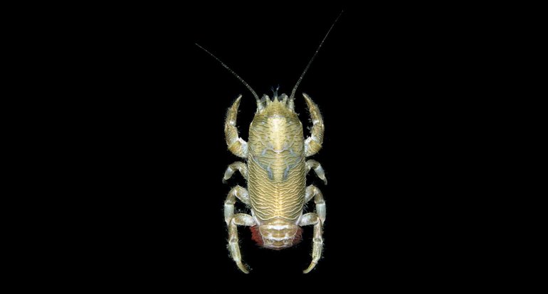 Euceramus praelongus, Arthur Anker