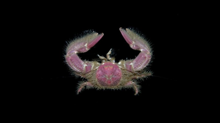 Megalobrachium poeyi, Arthur Anker