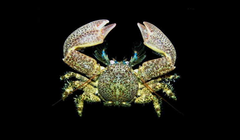 Petrolisthes granulosus, Juan Antonio Baeza