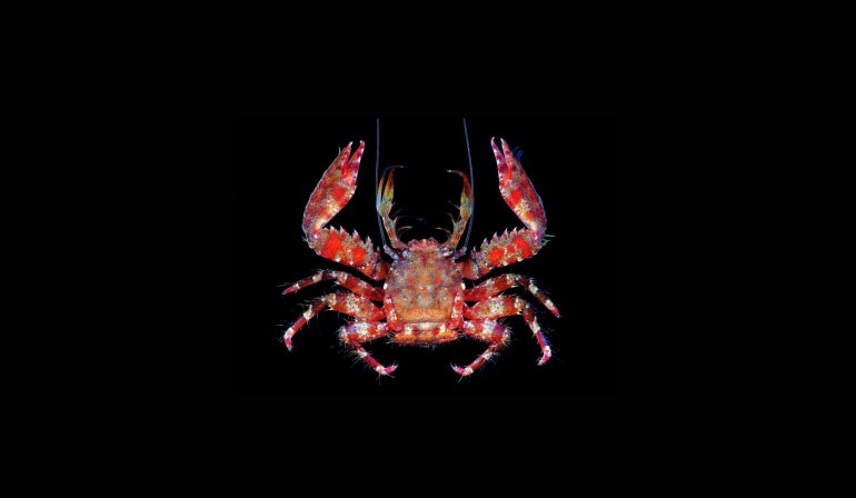Petrolisthes scabriculus, Tin-Yam Chan 上傳(TaiBNET)