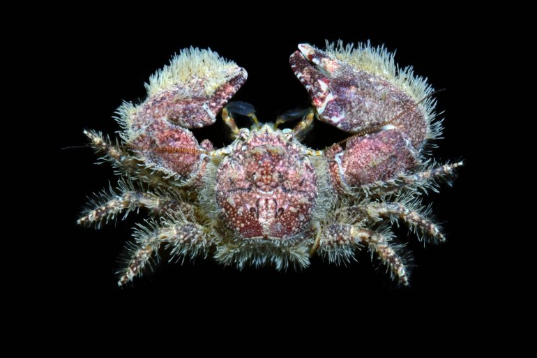 Porcellana platycheles, Ondřej Radosta