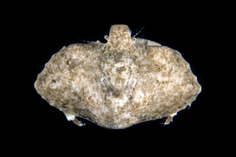 Cryptolithodes typicus, Gustav Paulay // Arthur Anker